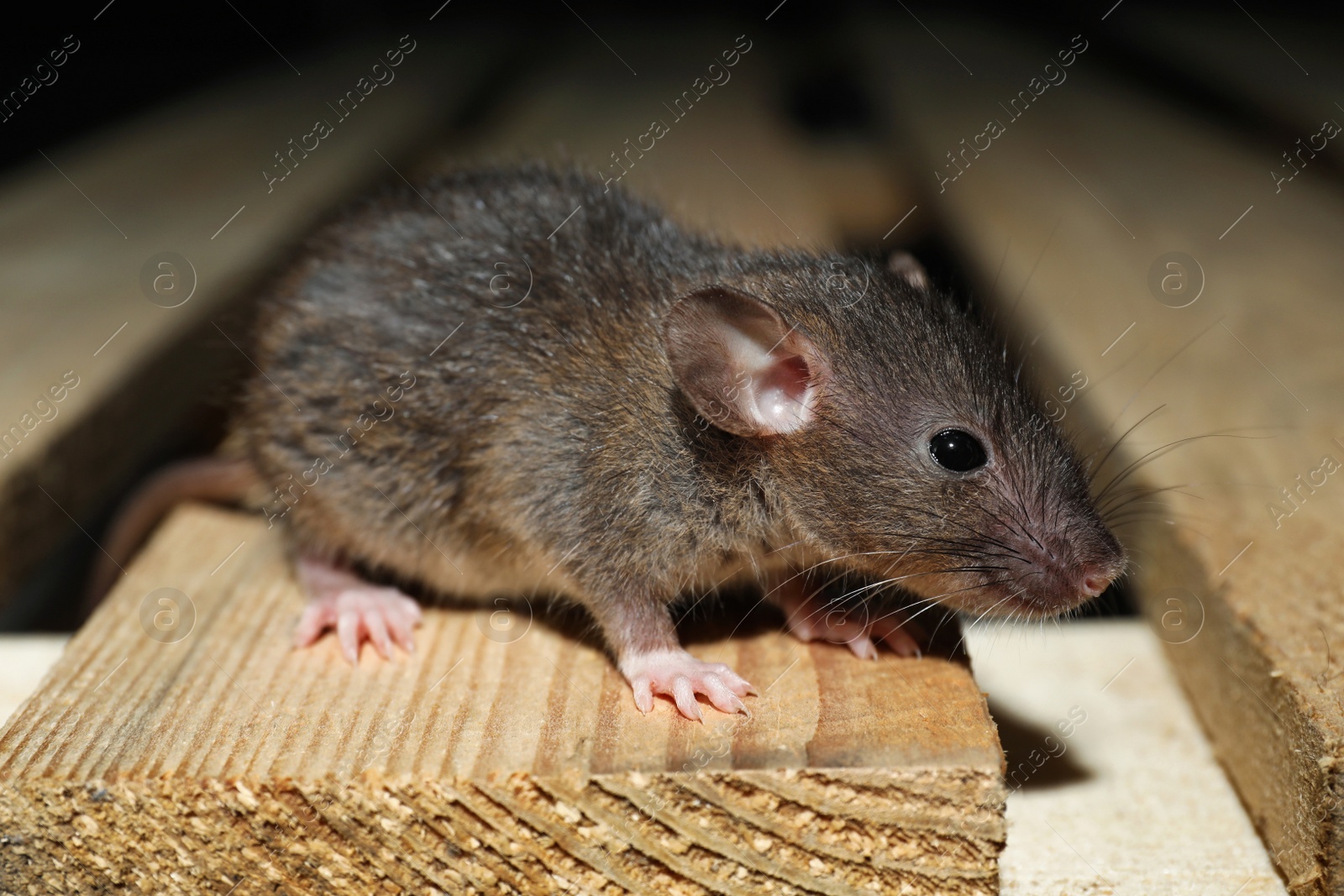 Photo of Grey rat on wooden planks, closeup. Pest control