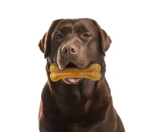 Cute Labrador Retriever dog holding chew bone in mouth on white background