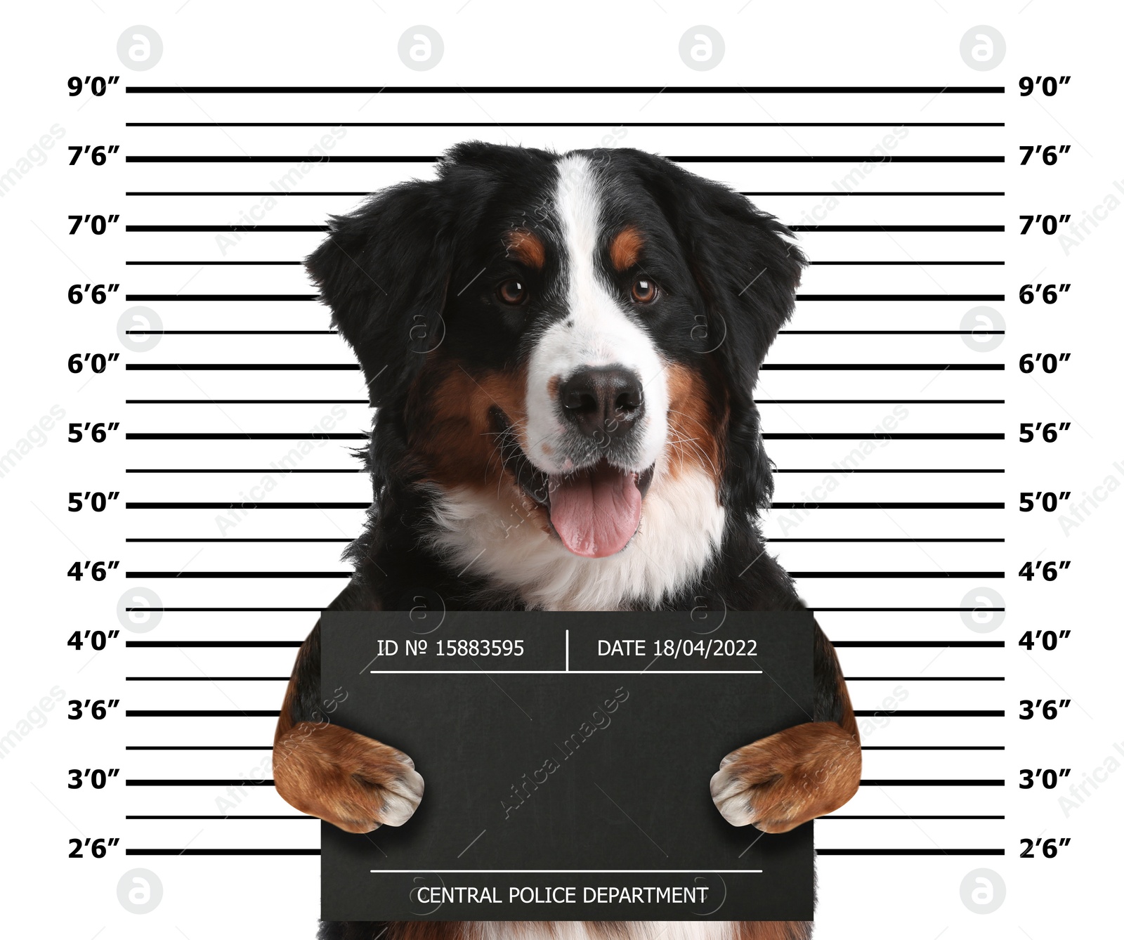 Image of Arrested Bernese Mountain dog with mugshot board against height chart. Fun photo of criminal