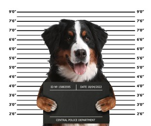 Arrested Bernese Mountain dog with mugshot board against height chart. Fun photo of criminal