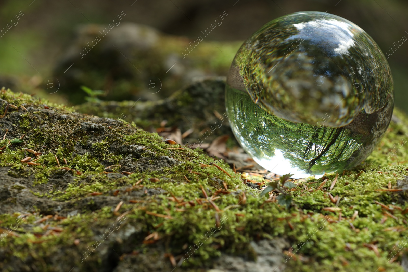 Photo of Beautiful forest with green trees, overturned reflection. Crystal ball on stone surface with moss outdoors