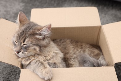 Photo of Cute fluffy cat in cardboard box on carpet, closeup