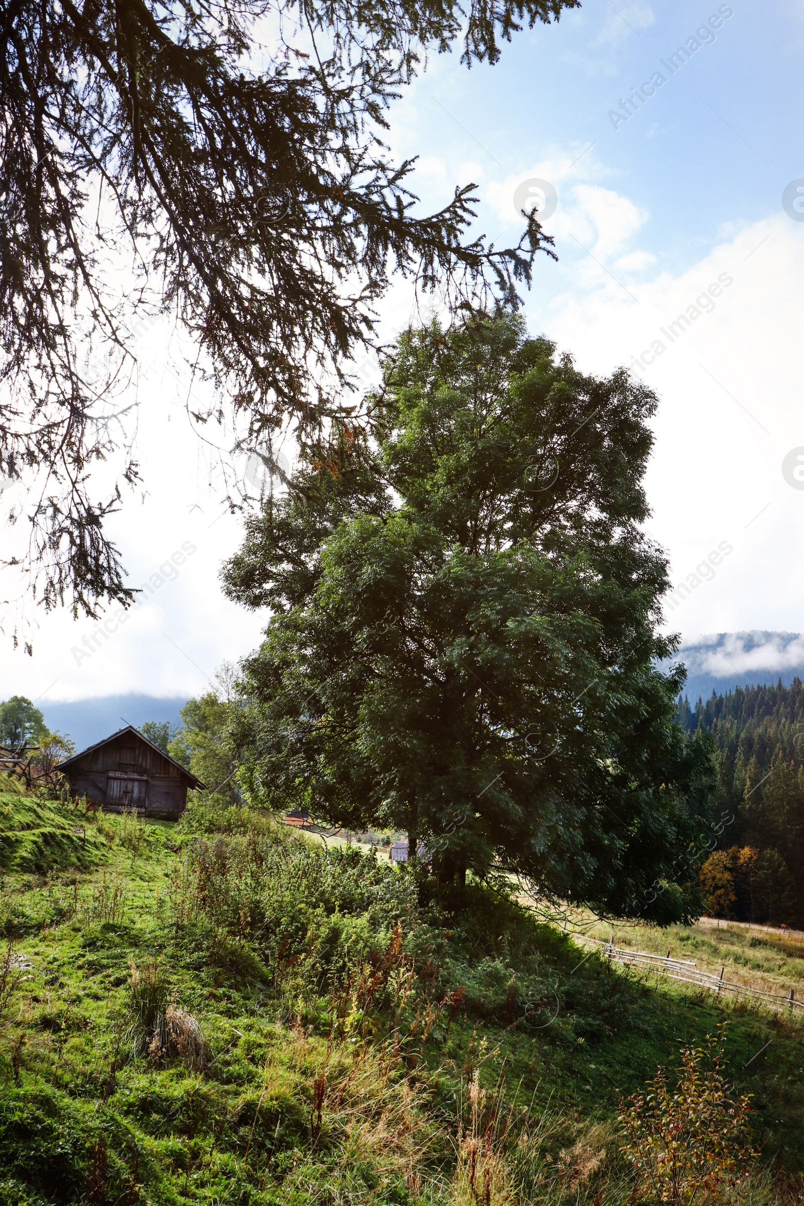 Photo of Beautiful mountain landscape with conifer forest and village