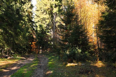 Picturesque view of autumn forest with path on sunny day