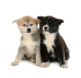 Photo of Cute Akita inu puppies on white background. Friendly dogs