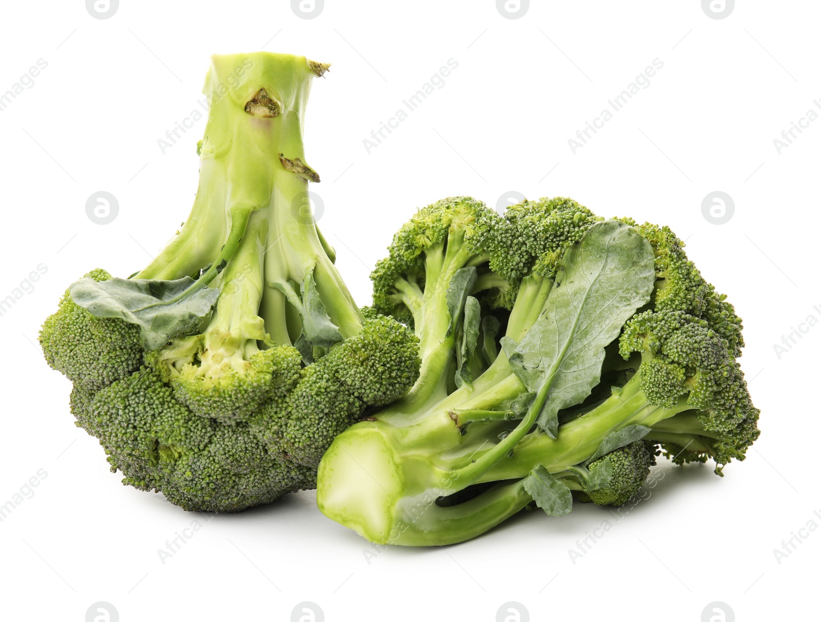 Photo of Broccoli on white background. Types of cabbage