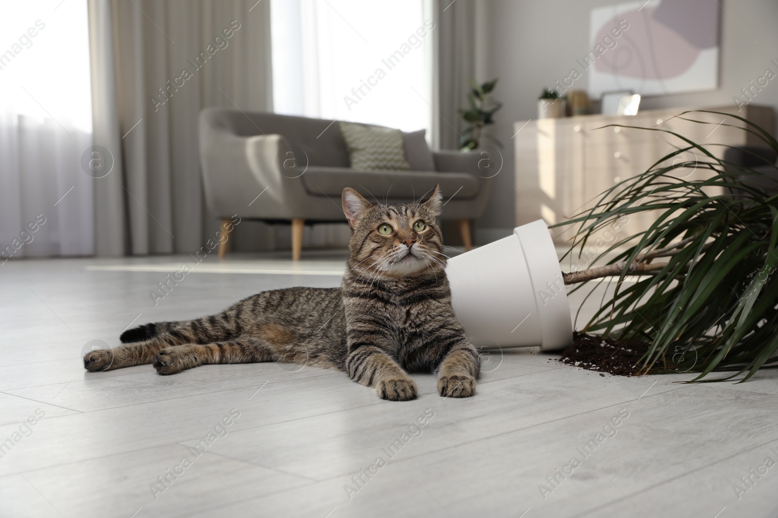 Photo of Mischievous cat near overturned houseplant on floor indoors