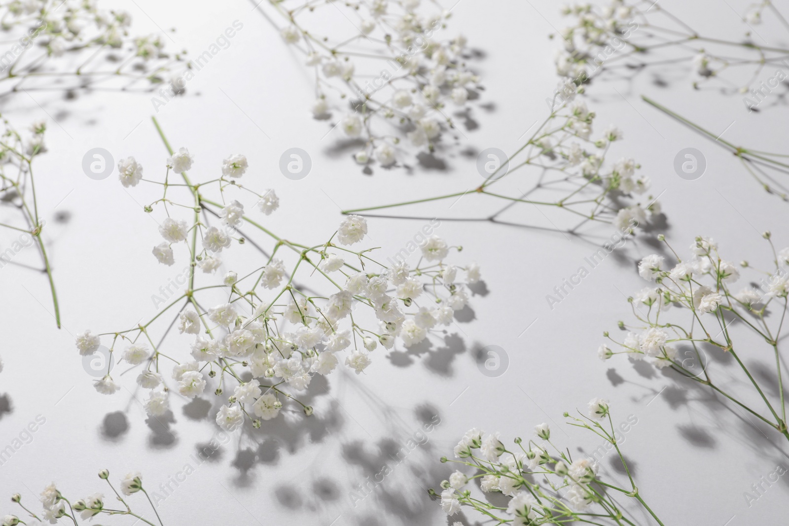 Photo of Beautiful gypsophila flowers on white background, closeup