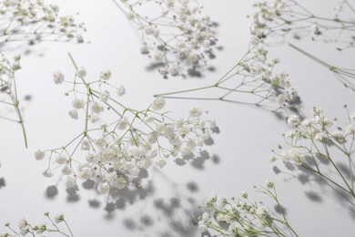 Beautiful gypsophila flowers on white background, closeup