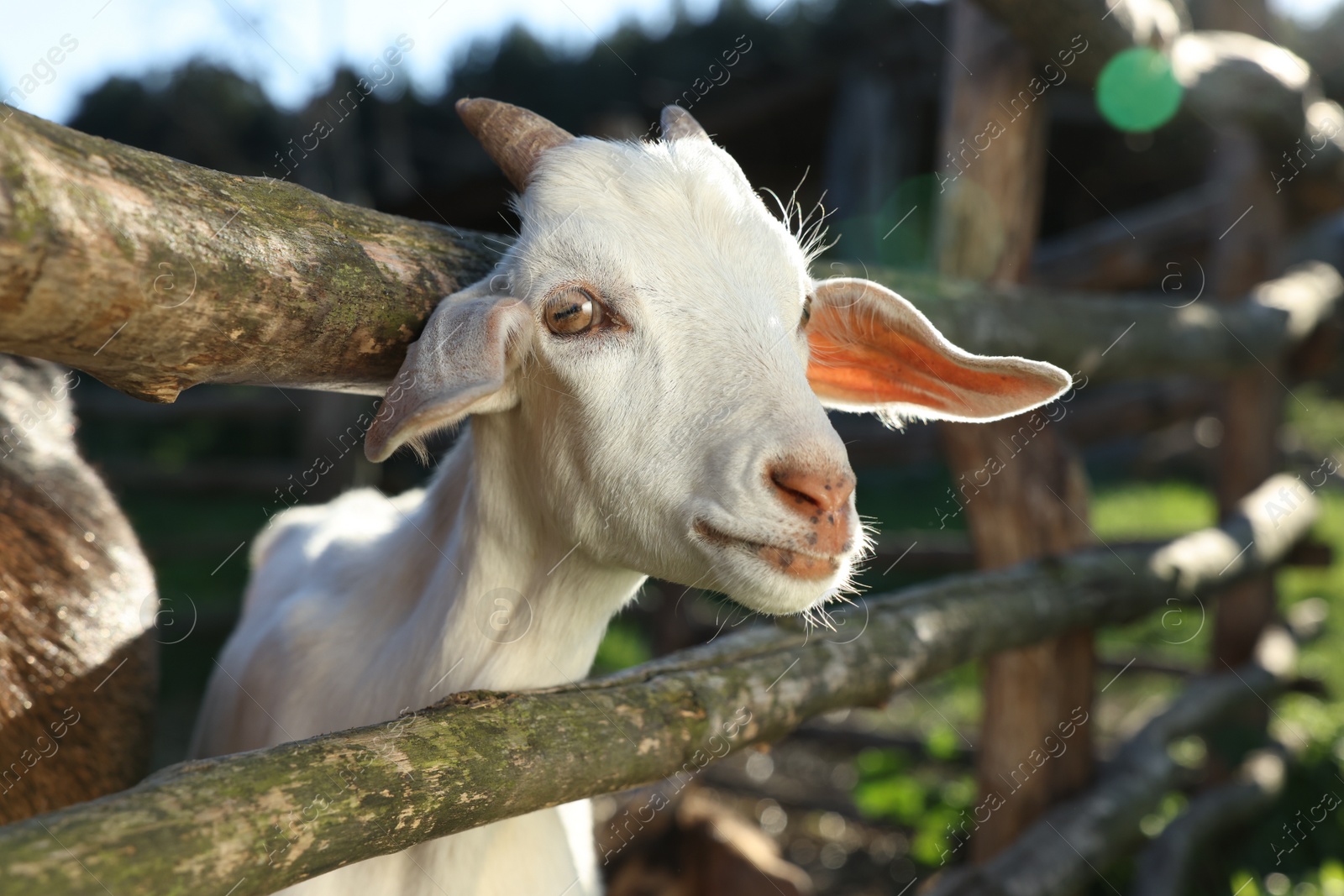 Photo of Cute goat inside of paddock at farm