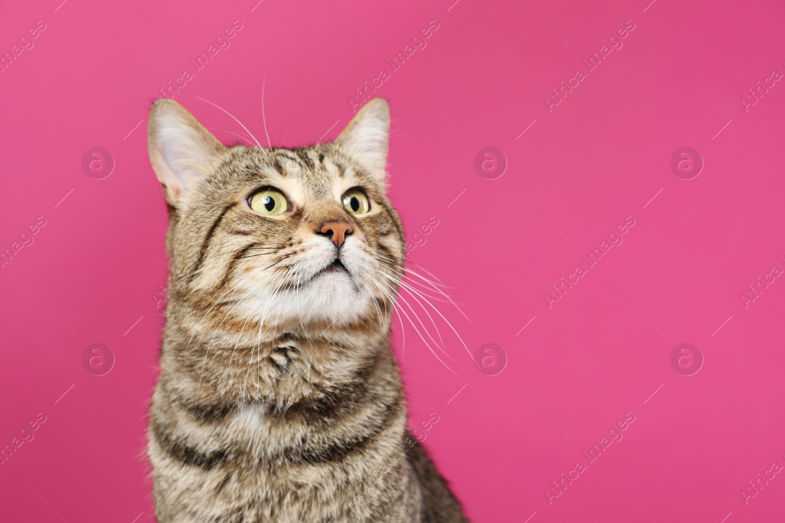 Photo of Cute tabby cat on color background, space for text. Friendly pet