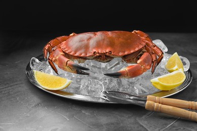 Delicious boiled crab with ice cubes, slices of lemon and cracker on grey table