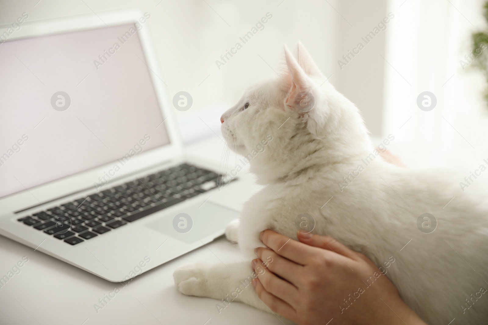 Photo of Adorable white cat lying near laptop and distracting owner from work, closeup