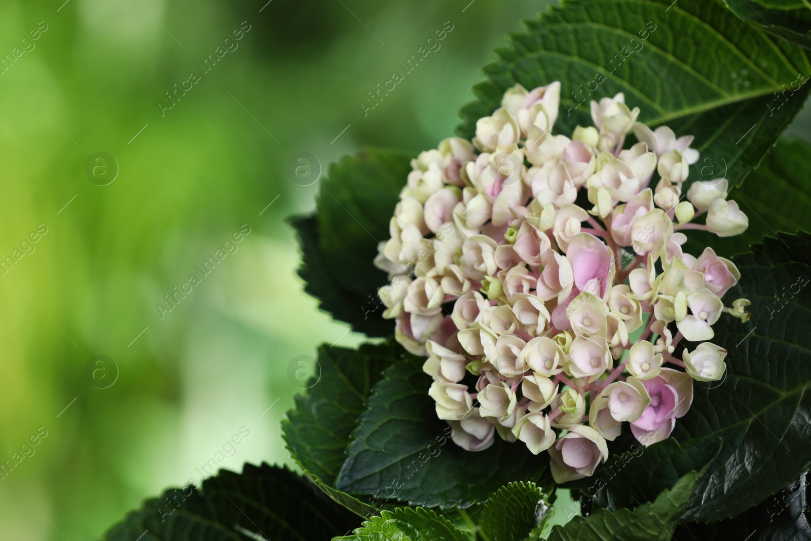 Photo of Beautiful hortensia plant with light flowers, closeup