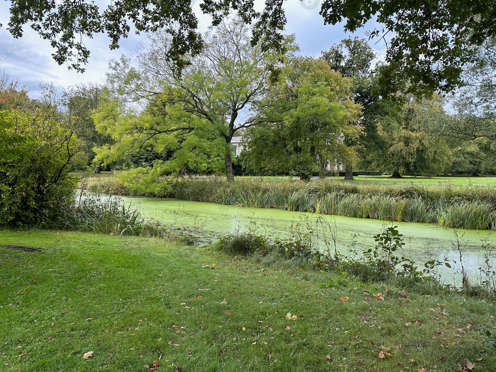 Photo of Beautiful pond and lots of trees in park