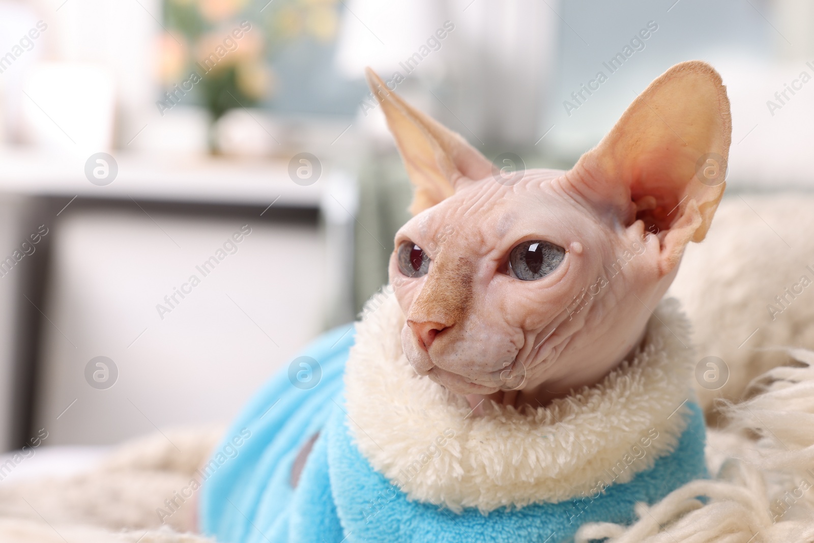 Photo of Cute Sphynx cat in warm sweater at home, space for text. Lovely pet