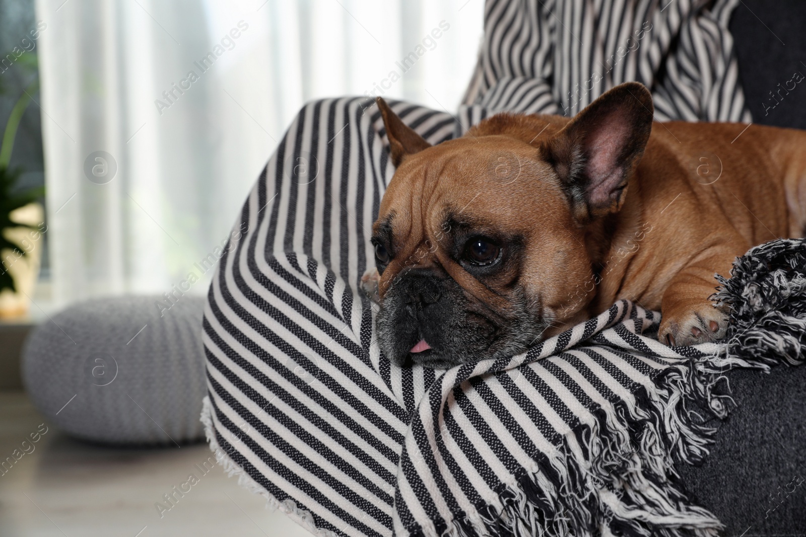 Photo of Funny French bulldog in armchair at home. Space for text