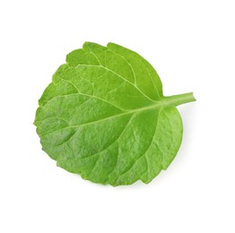 Photo of Fresh lemon balm leaf isolated on white, top view