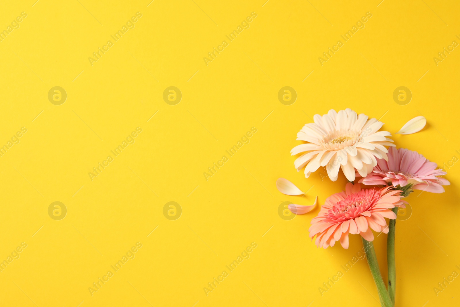 Photo of Beautiful gerbera flowers and petals on yellow background, flat lay. Space for text