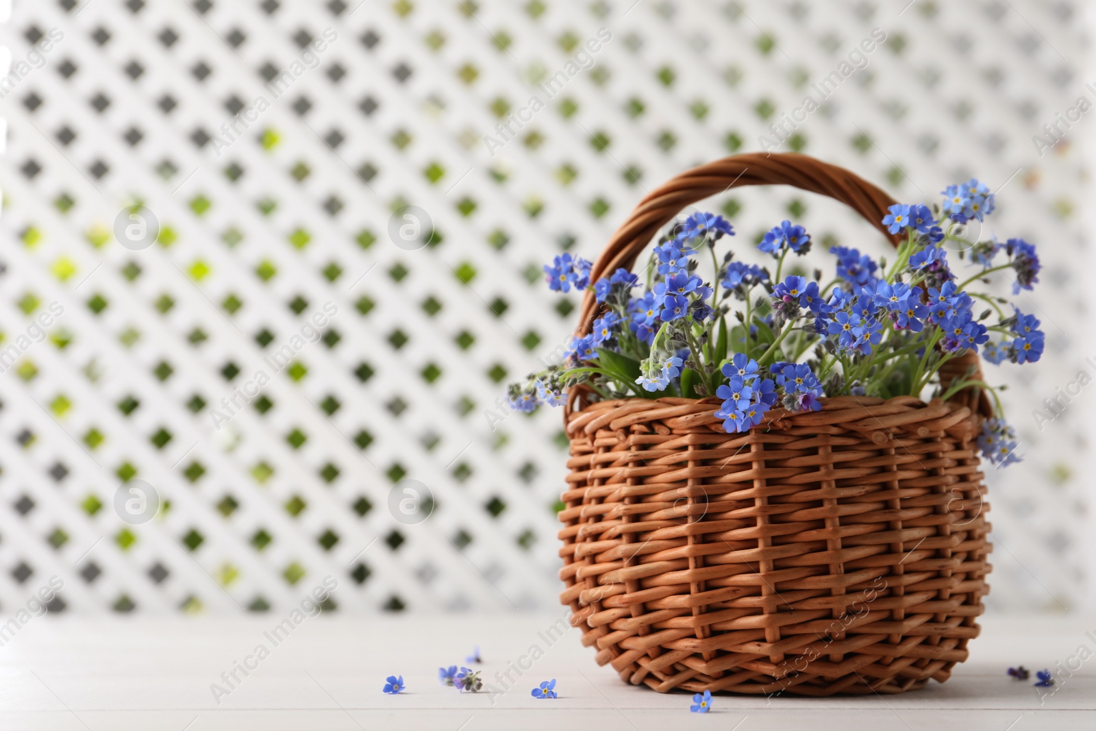 Photo of Beautiful blue forget-me-not flowers in wicker basket on white wooden table. Space for text