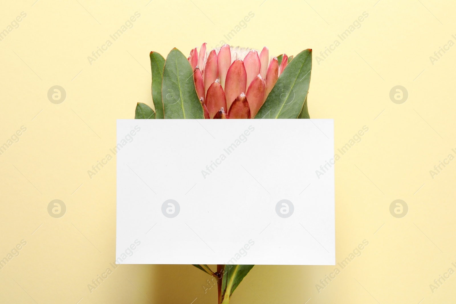 Photo of Creative composition with tropical flower and card on color background, top view