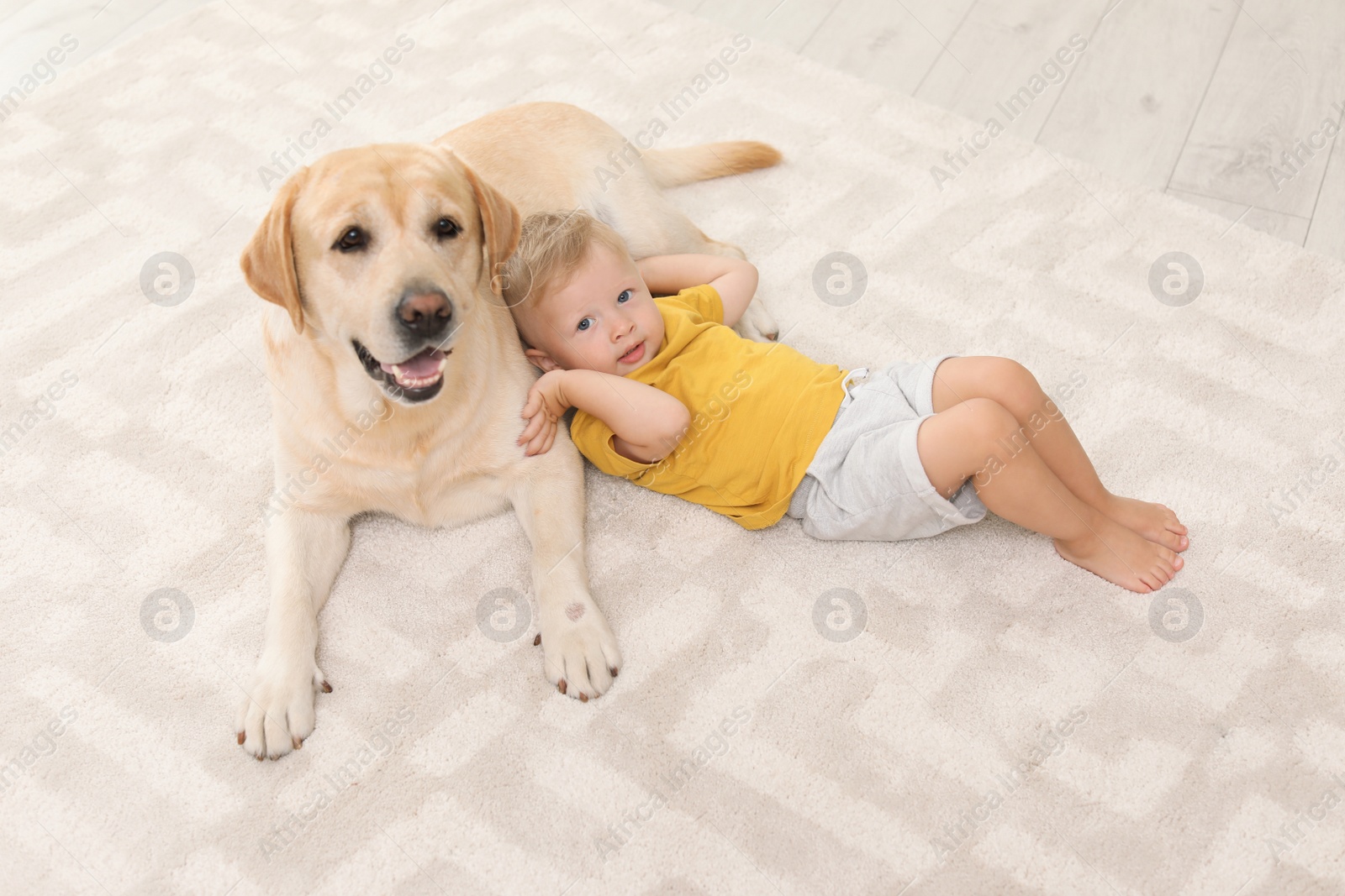 Photo of Adorable yellow labrador retriever and little boy at home