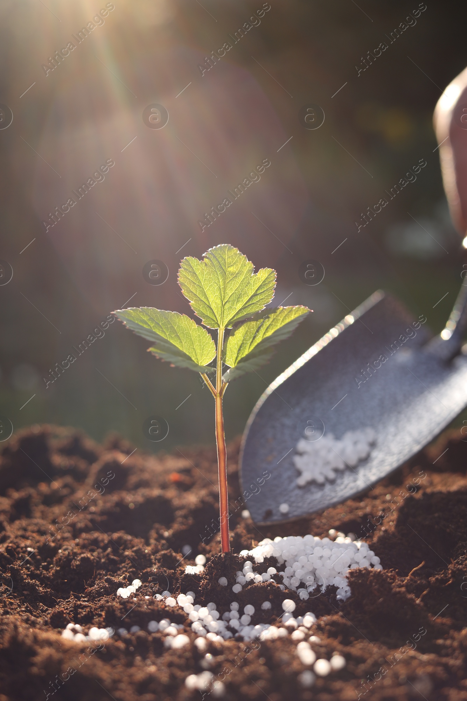 Photo of Fertilizing soil with growing young sprout on sunny day, selective focus