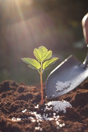 Photo of Fertilizing soil with growing young sprout on sunny day, selective focus