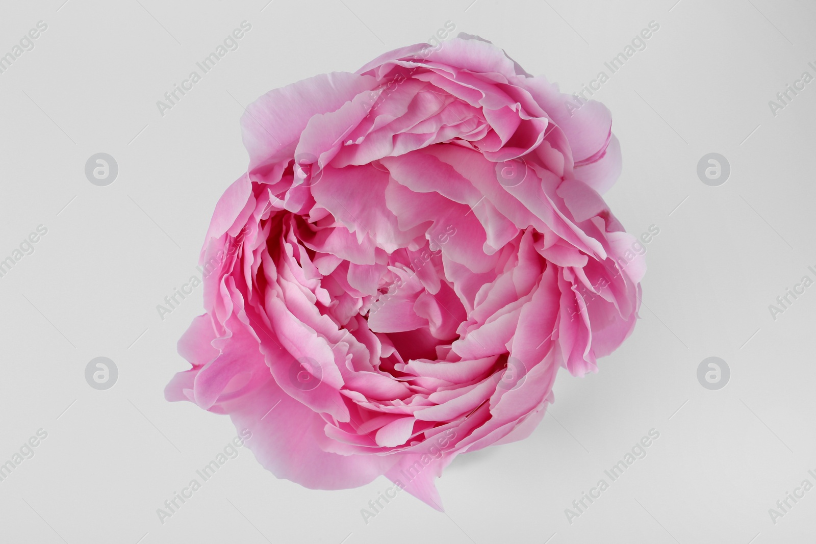 Photo of Beautiful peony on white background, top view