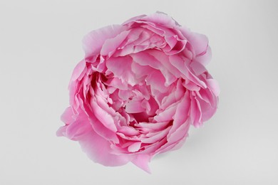 Beautiful peony on white background, top view