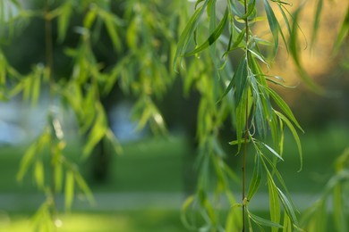 Photo of Beautiful willow tree with green leaves outdoors on sunny day, closeup. Space for text