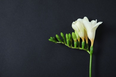 Photo of Beautiful freesia with fragrant flowers on dark background, top view. Space for text