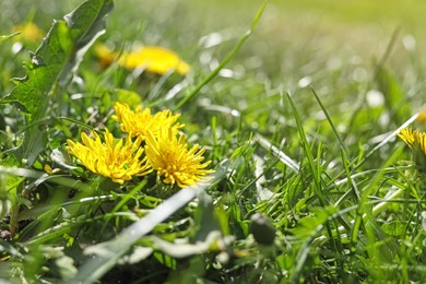 Photo of Beautiful yellow dandelions on sunny day, closeup