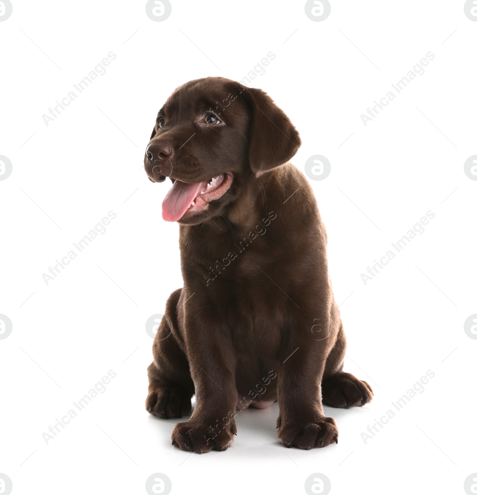 Photo of Chocolate Labrador Retriever puppy on white background