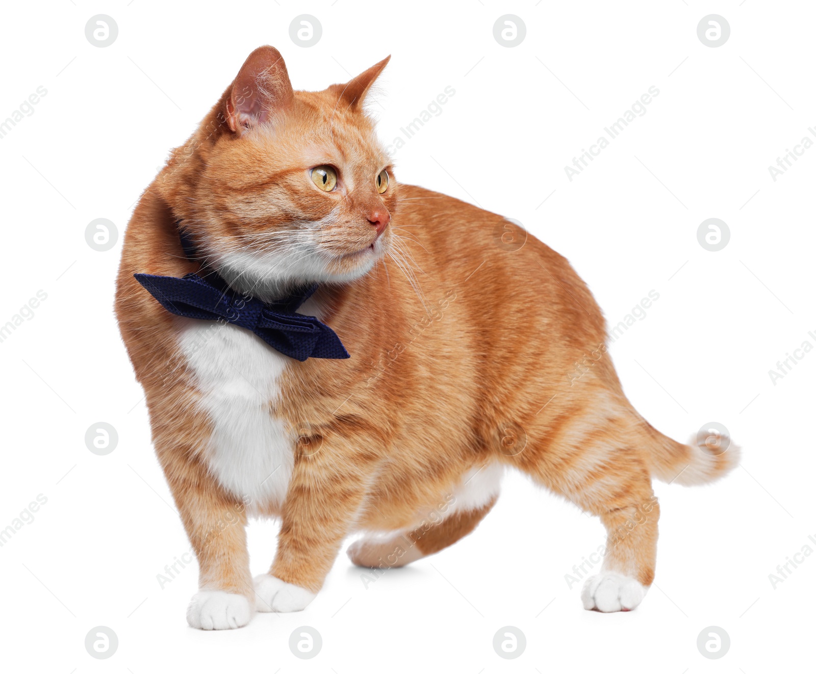 Photo of Cute cat with bow tie isolated on white