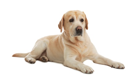 Yellow labrador retriever lying on white background