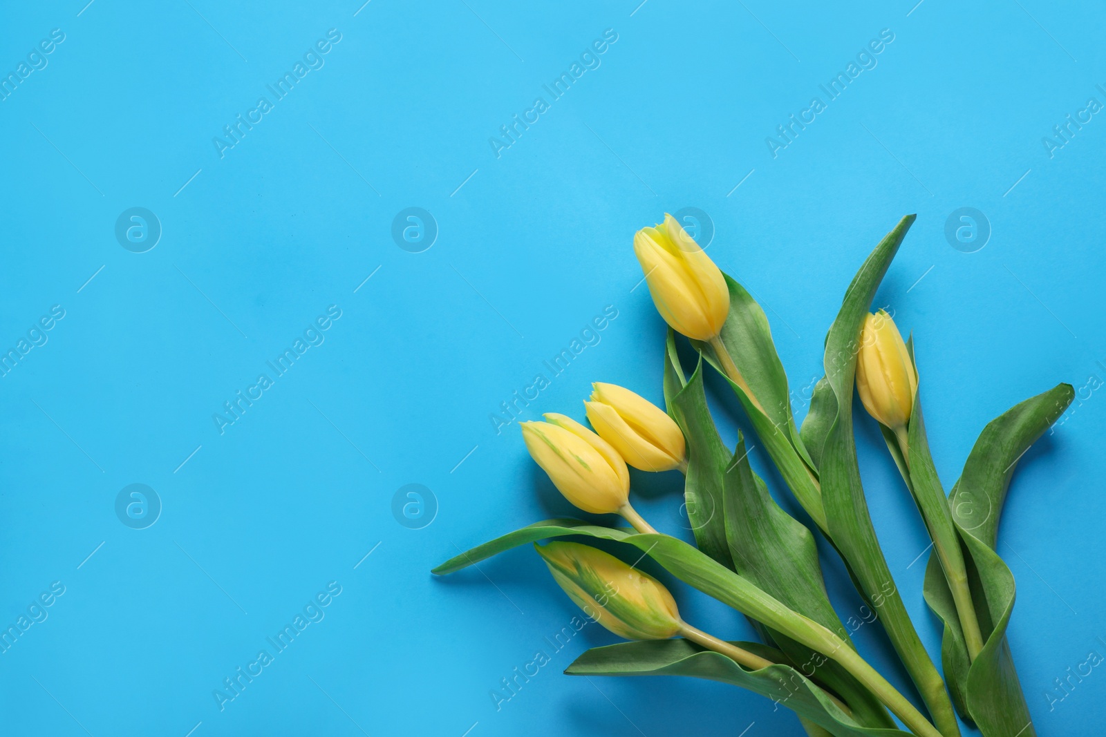 Photo of Many beautiful tulips on blue background, flat lay. Space for text