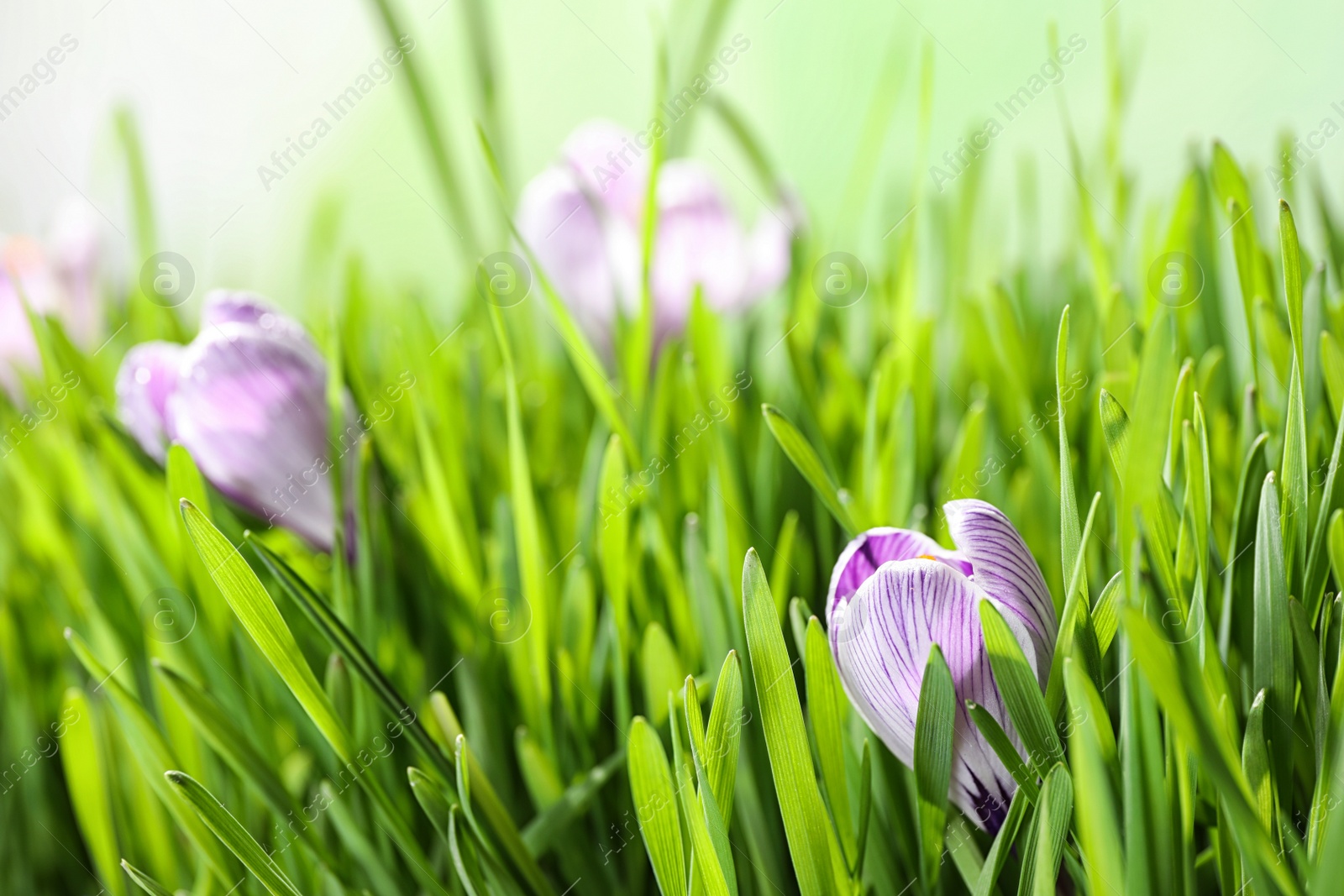 Photo of Fresh grass and crocus flowers on light green background, closeup. Spring season