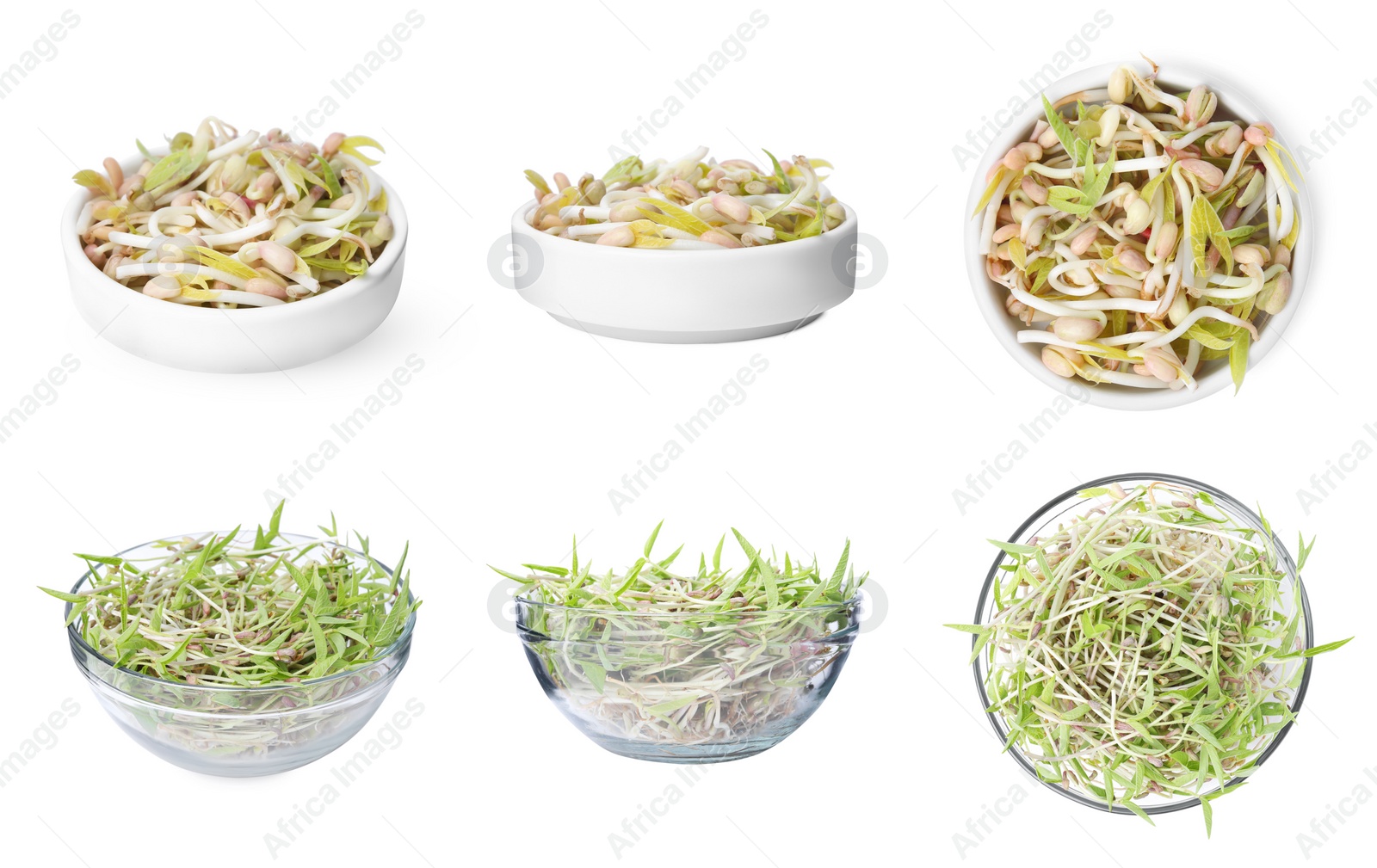 Image of Many mung bean sprouts on white background, different sides