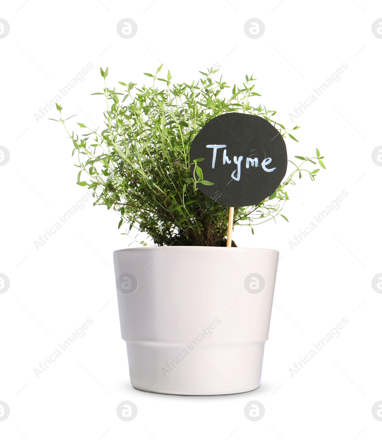 Image of Green thyme with tag in pot isolated on white