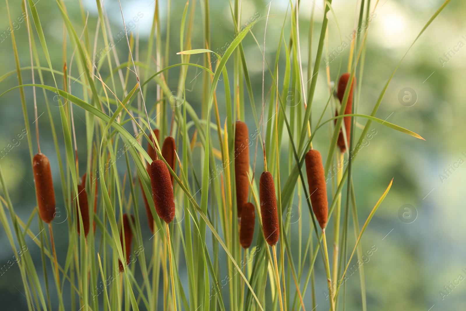 Photo of Beautiful reeds with brown catkins outdoors on sunny day