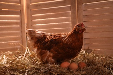 Photo of Beautiful chicken with eggs on hay in henhouse