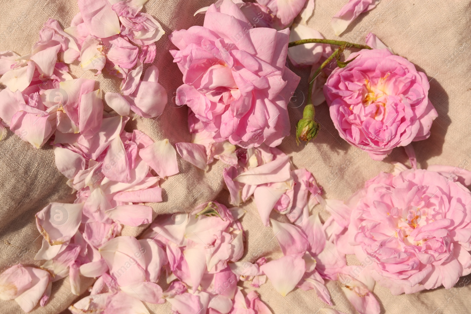 Photo of Beautiful tea roses and petals on beige fabric, above view