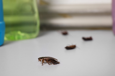 Photo of Cockroaches on grey surface indoors, space for text. Pest control