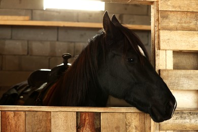 Photo of Adorable black horse in wooden stable. Lovely domesticated pet