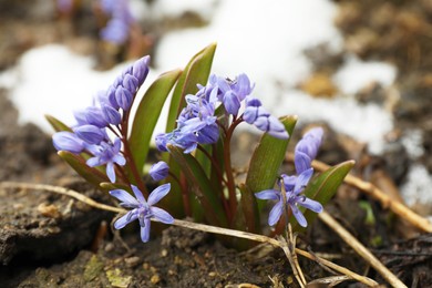 Beautiful lilac alpine squill flowers growing outdoors