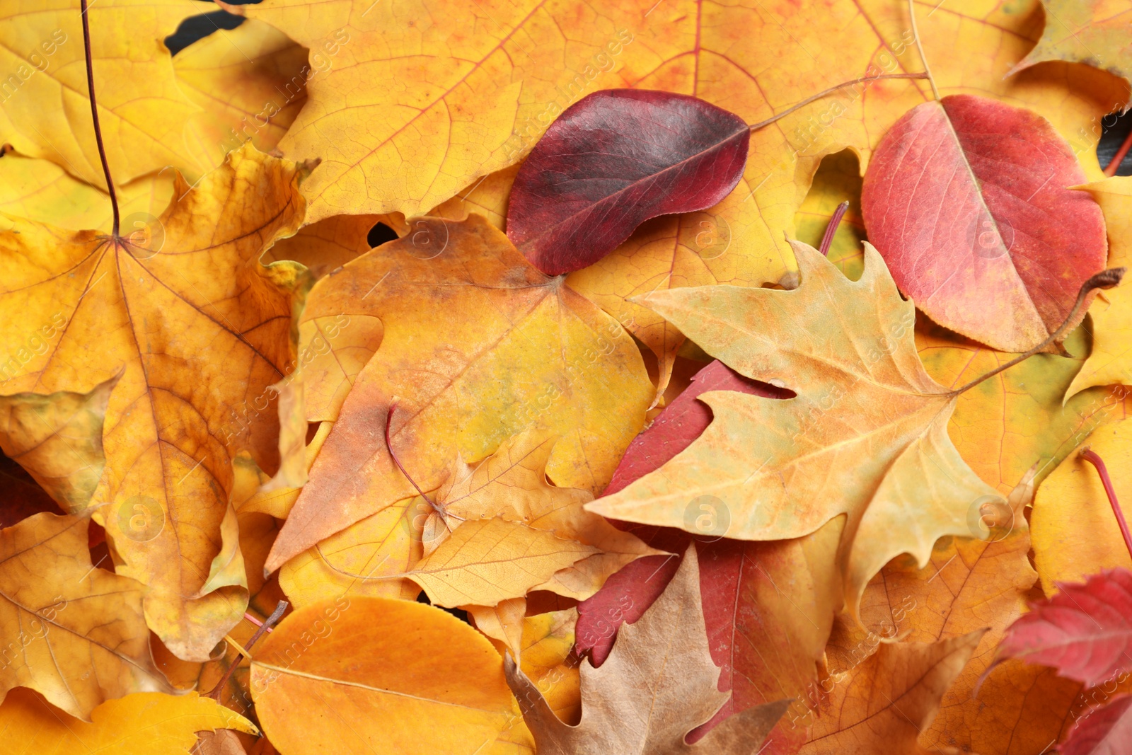 Photo of Many autumn leaves as background, top view