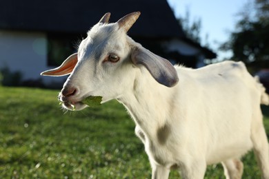 Photo of Cute goat at farm on sunny day