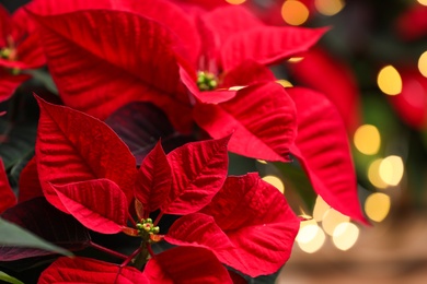 Photo of Red Poinsettia against blurred festive lights, closeup. Christmas traditional flower