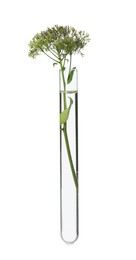Photo of Green plant in test tube on white background